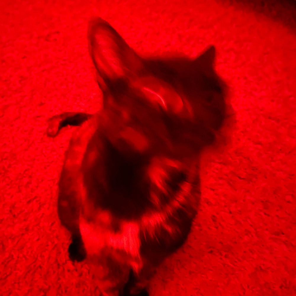 Fury