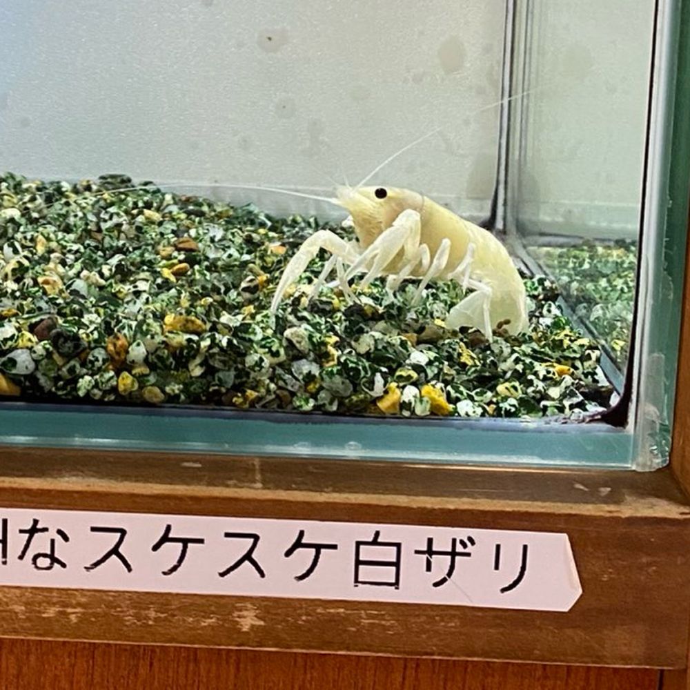 白ザリ