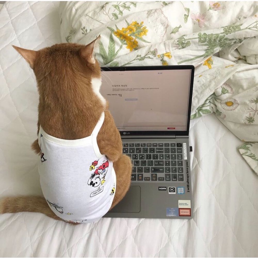 트랜스고양이