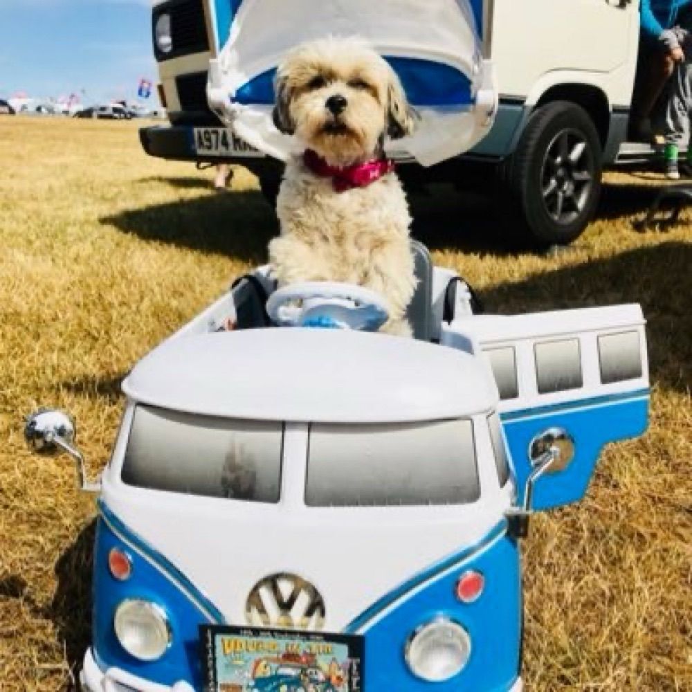 Glasto Animal