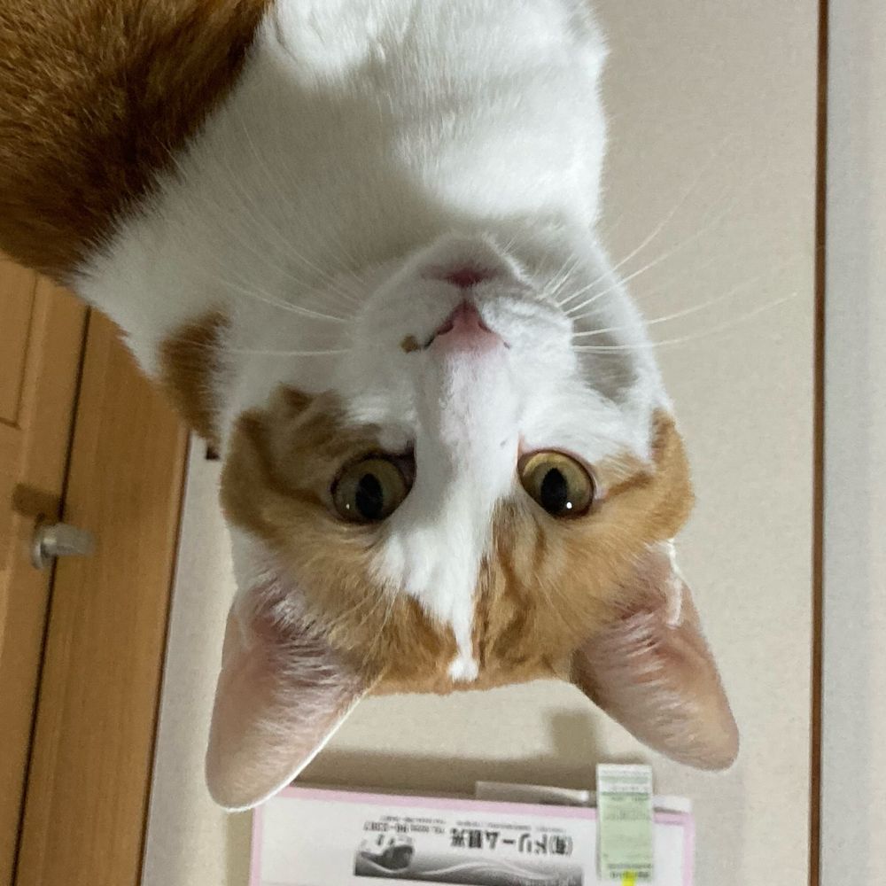 ネコゼ