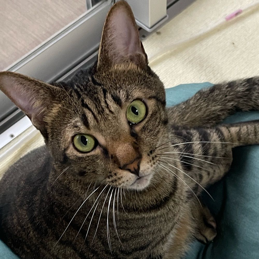 そらねこ。