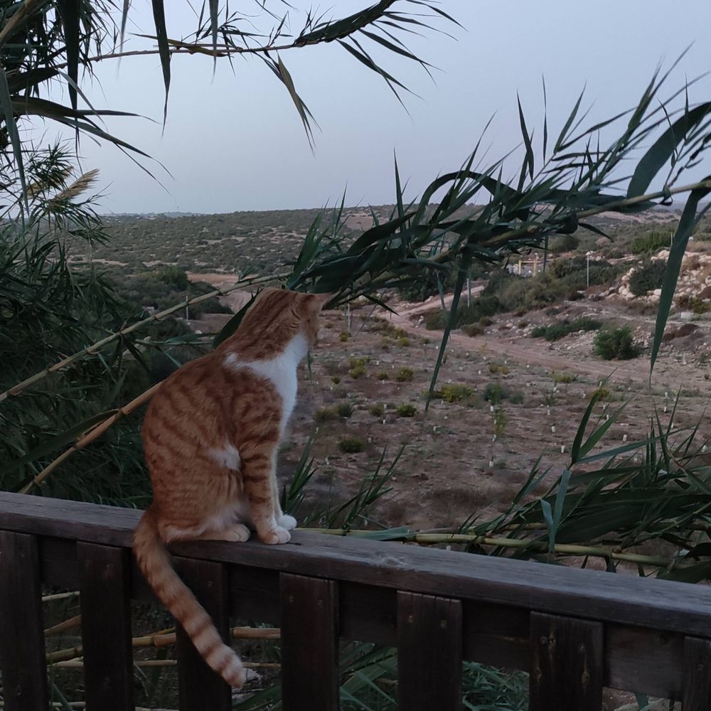 דינוזאוור תחת הרקיע הכחול