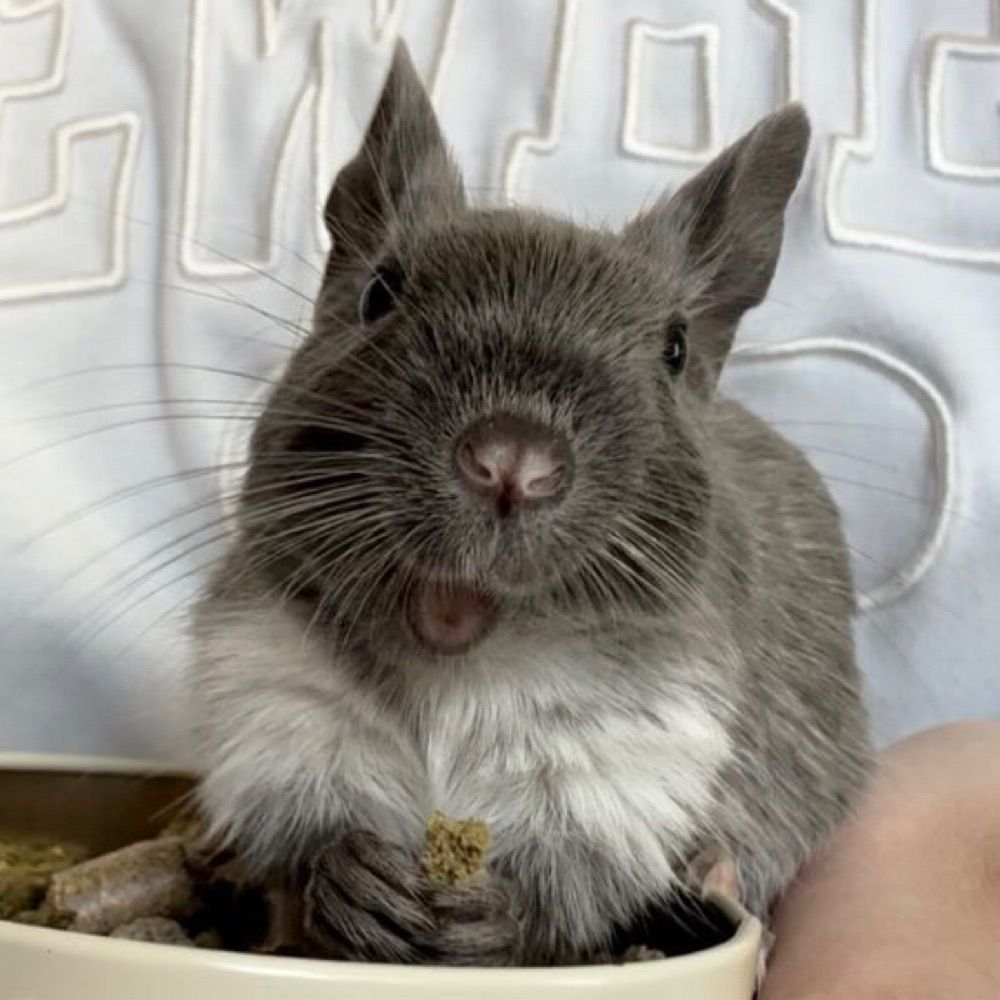 こちゃん🐭6デグー
