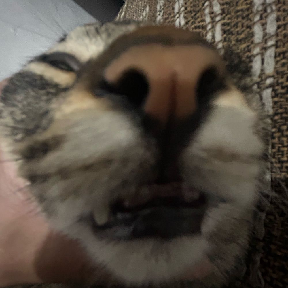 natuu 