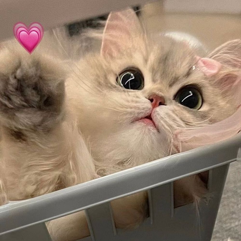 Yara 💝