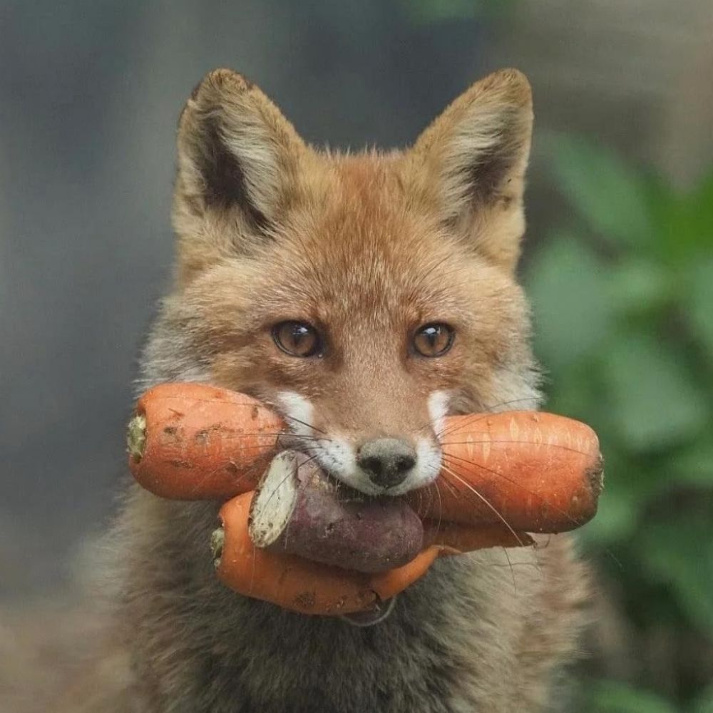 Kit