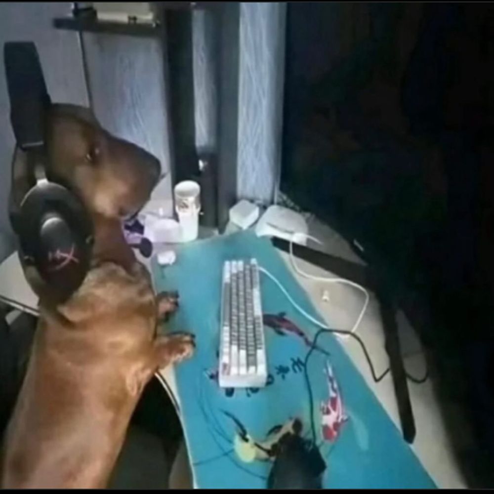 O Léo