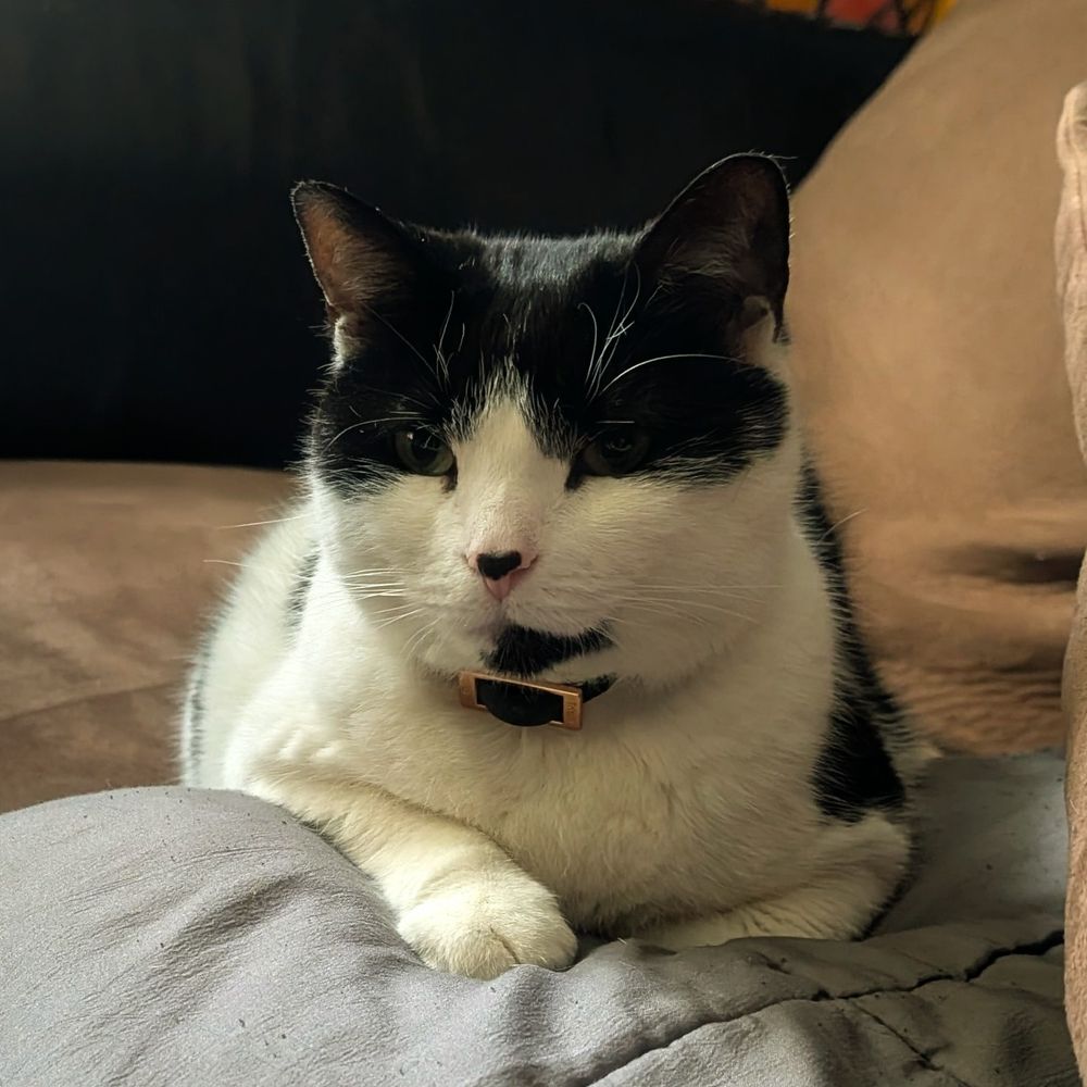 Ziggy 