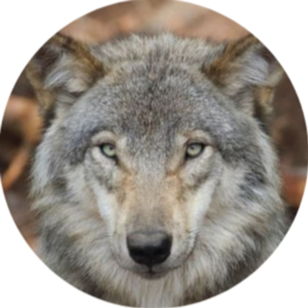 Profile picture wolfdaily.bsky.social