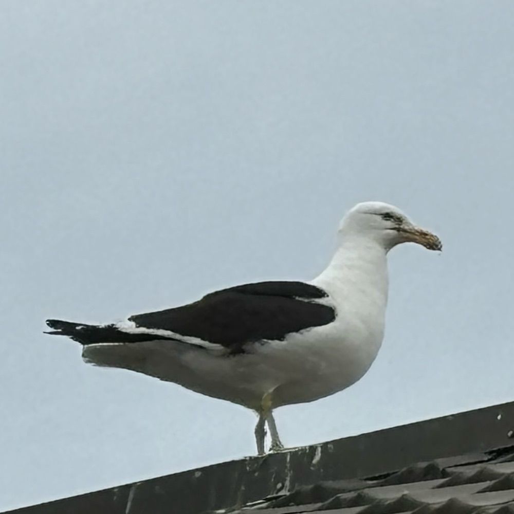 Gull