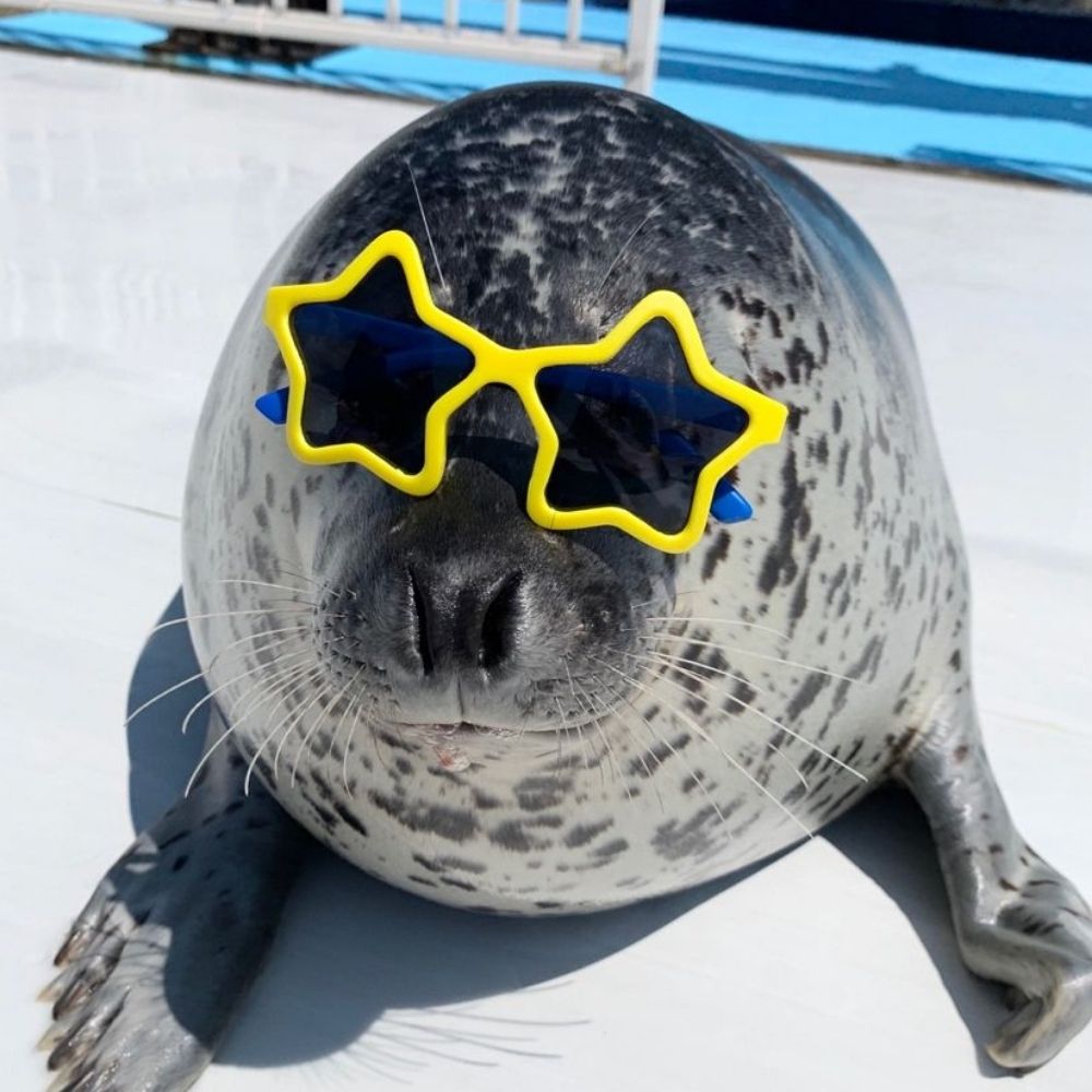 Often enough seals