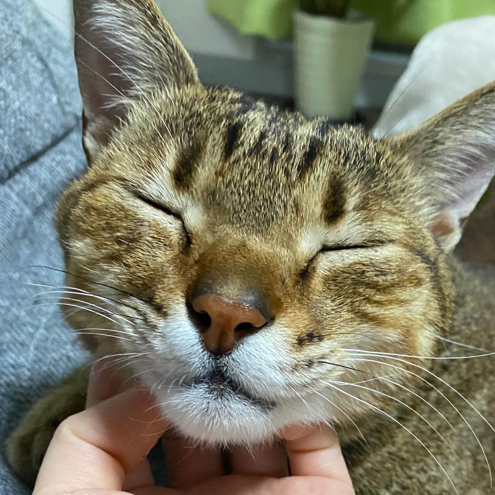 えどむら
