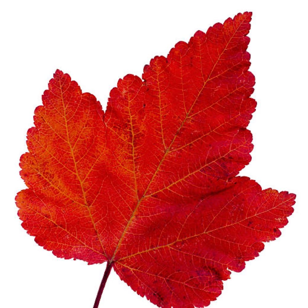 AnAutumnLeaf