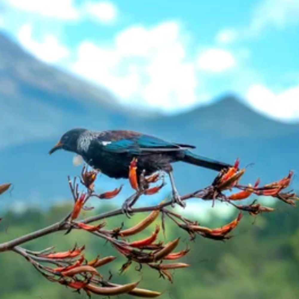 mountaintui.bsky.social on Bluesky