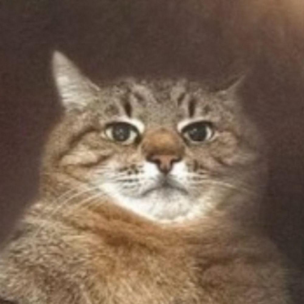 Котович