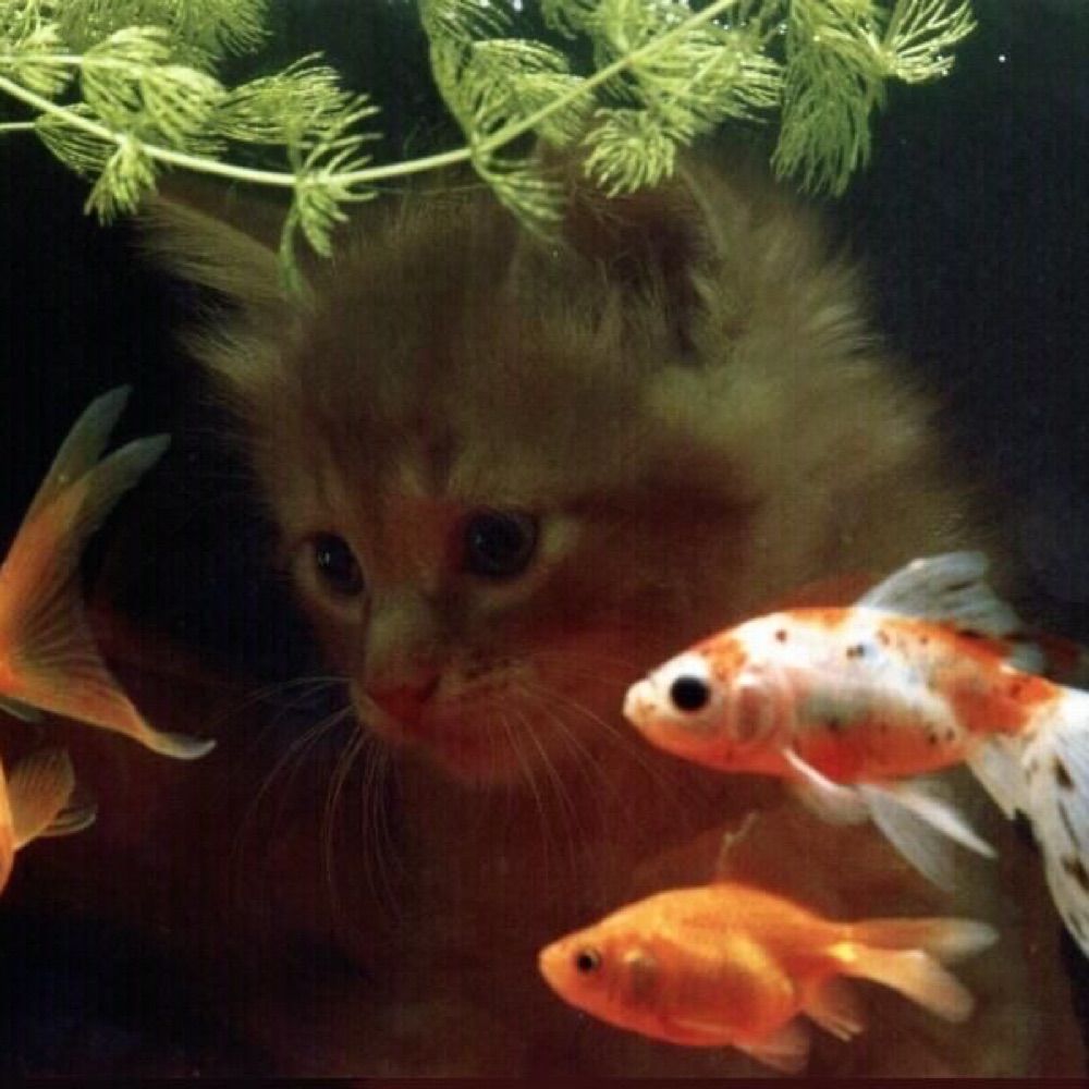 ✧ °.  йома  🎏  ୨୧
