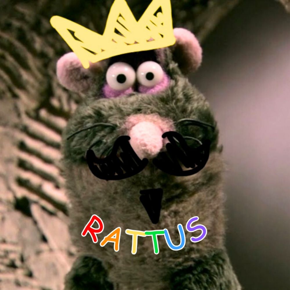 rattus