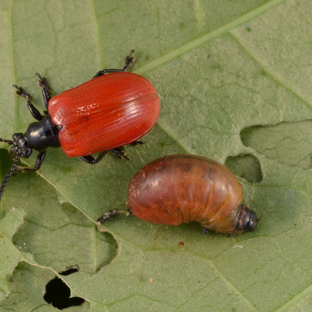 Florida Entomological Society