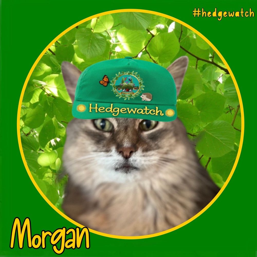Morgan