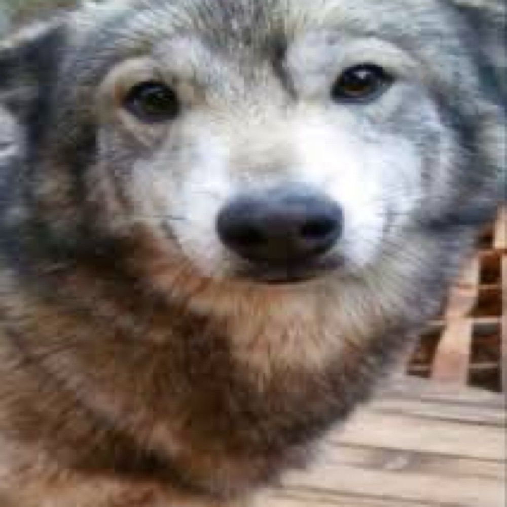 asa