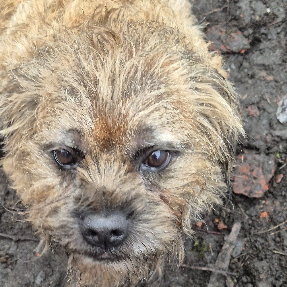 Owlie Terrier & Terriers guide