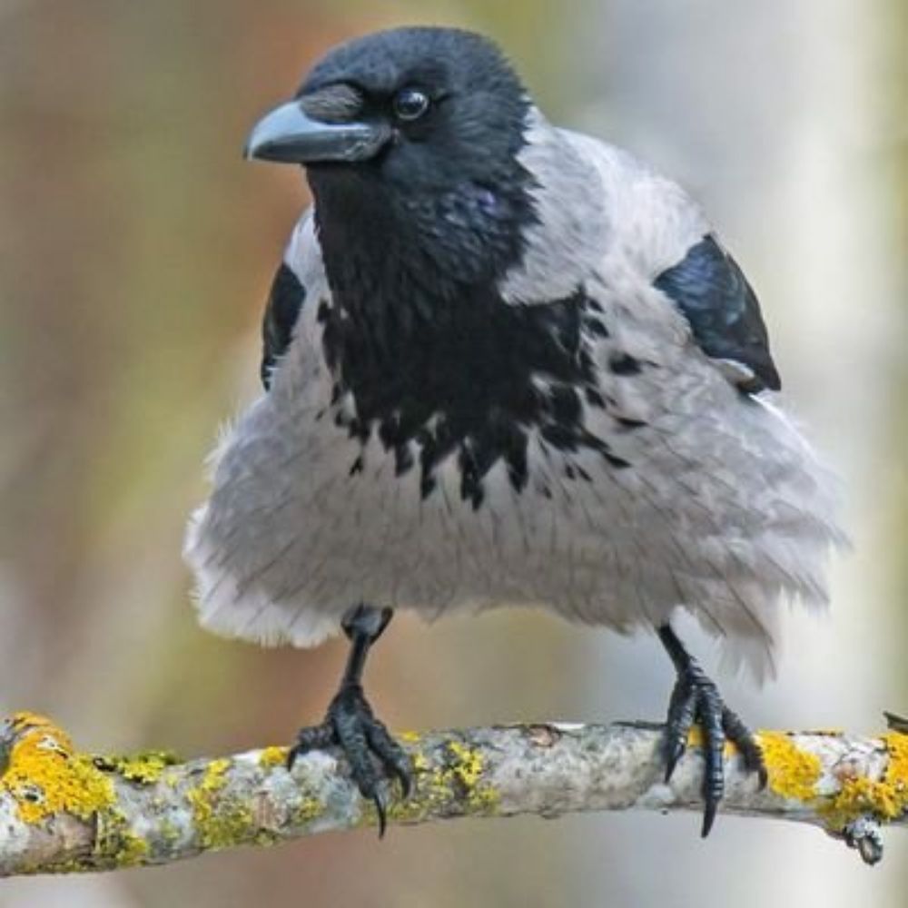 🇫🇮 Täti Arkadia🇫🇮