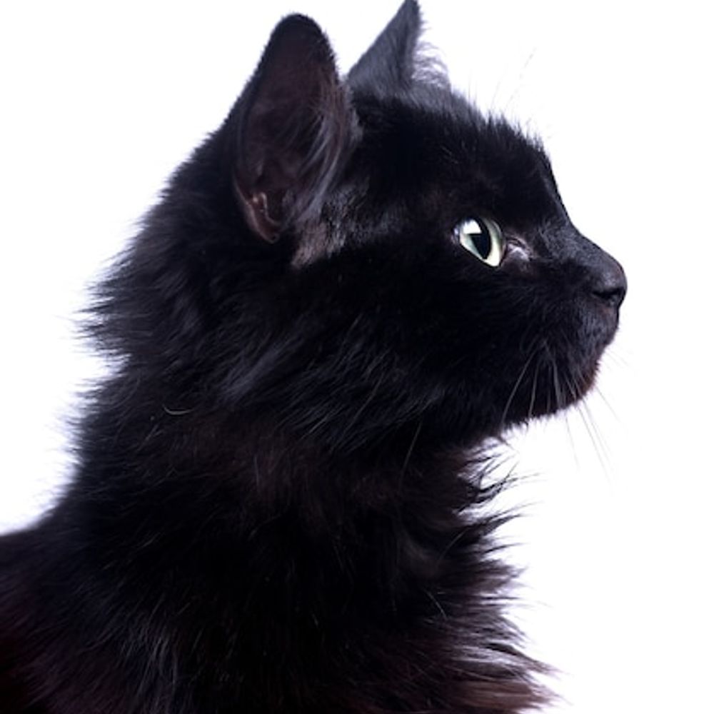 J0SIE 🐈 