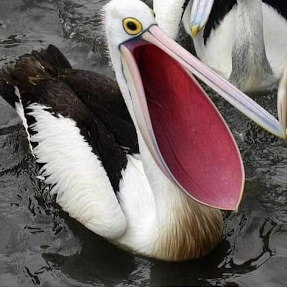 Quack