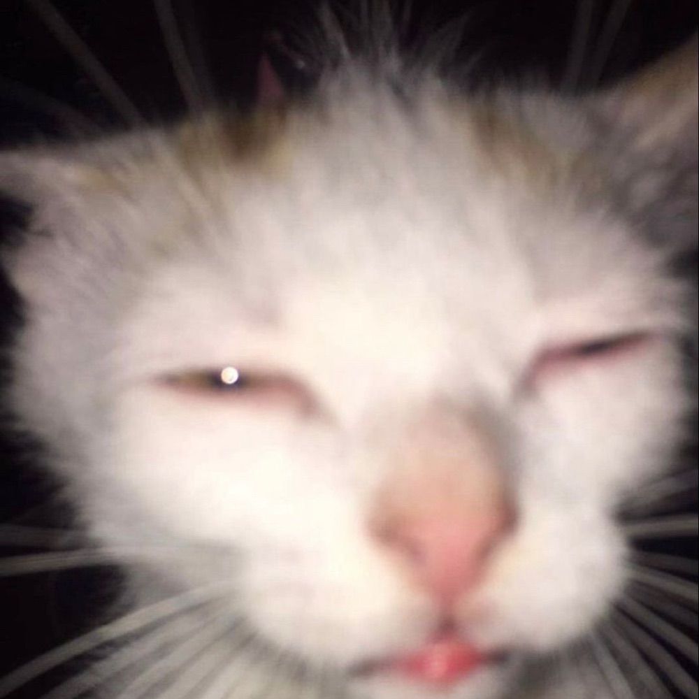 pikiwiiii