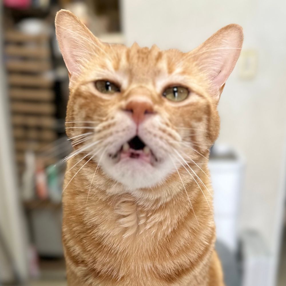 猫山いき太郎