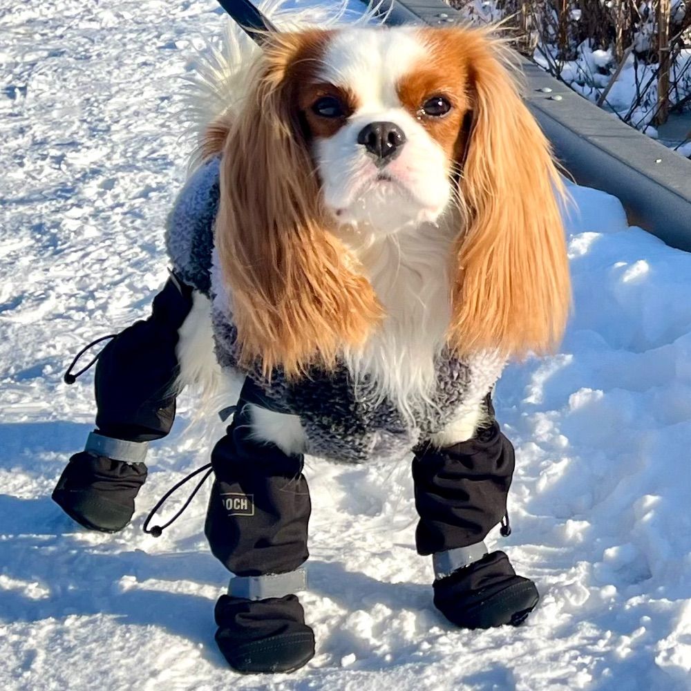 Glacier_CavalierKCS