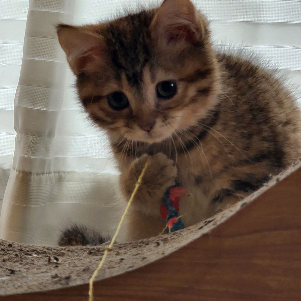 ナツオ