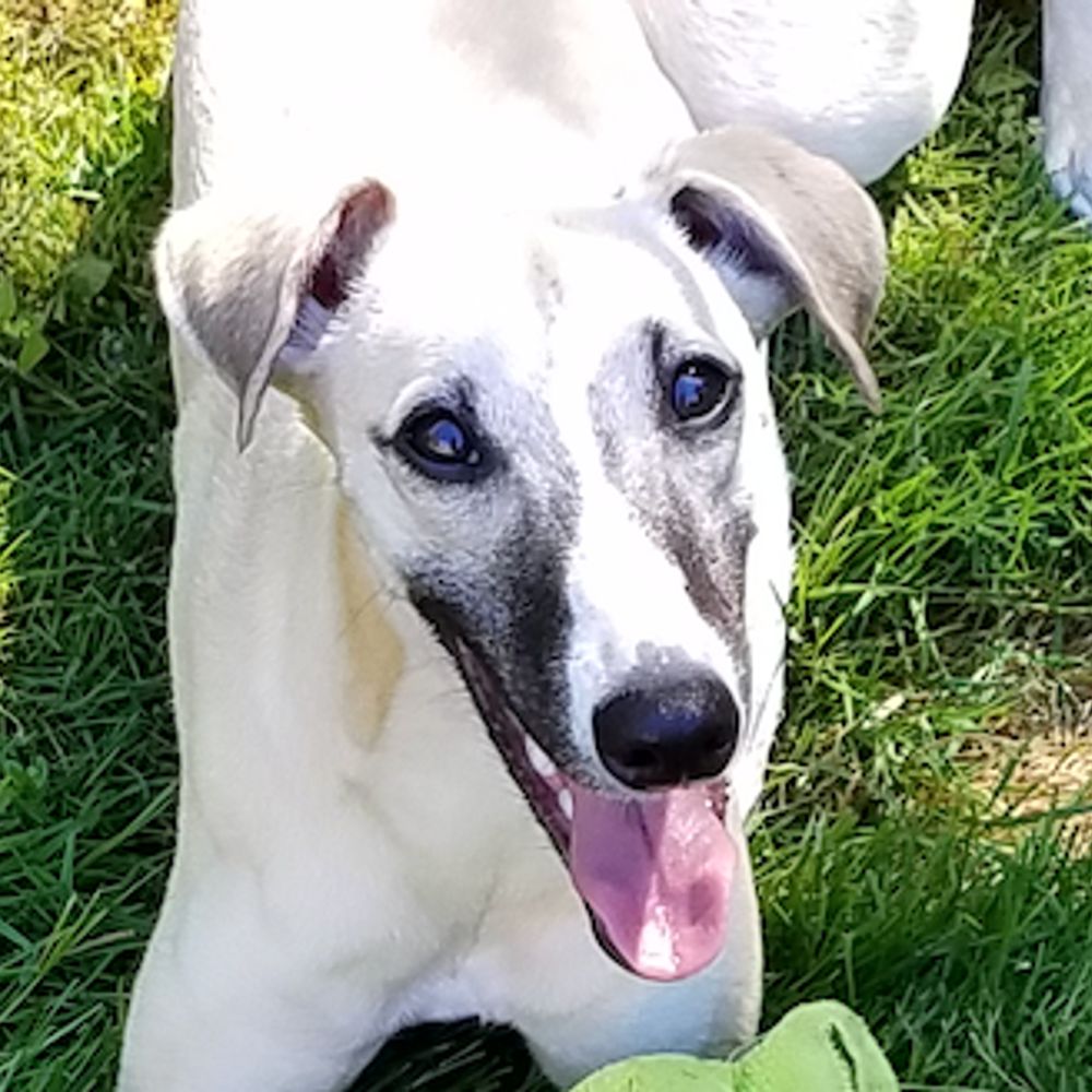 Whippet Staff