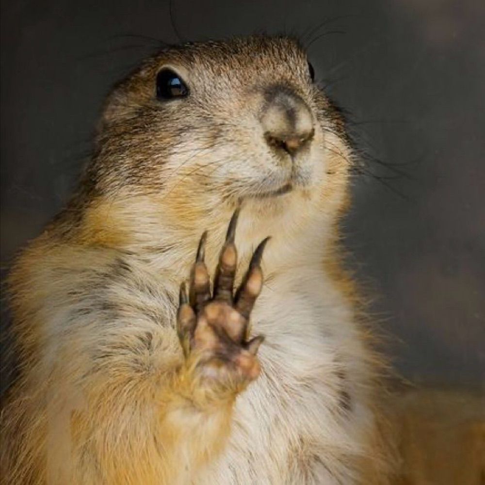 Prairie Lady