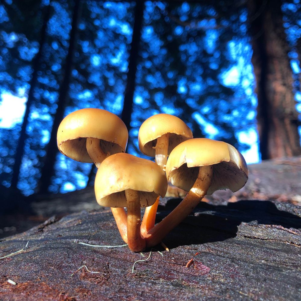 Humboldt Trails