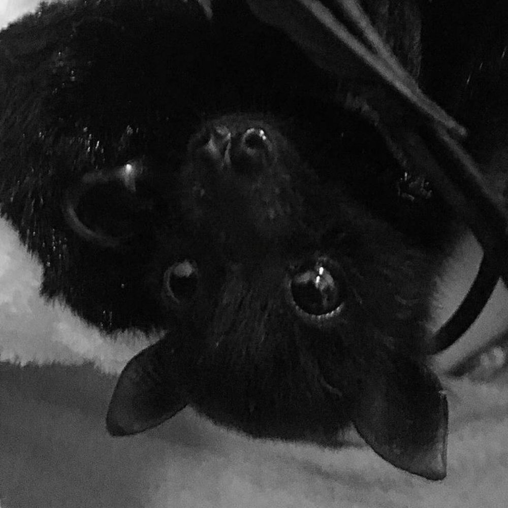 Isa🦇