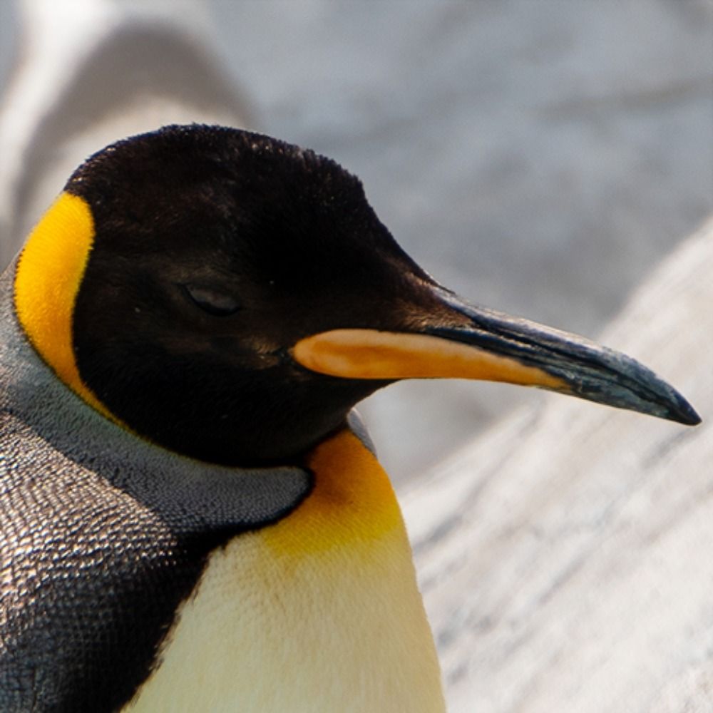 ミクリヤ・オトハ🐧🏕️