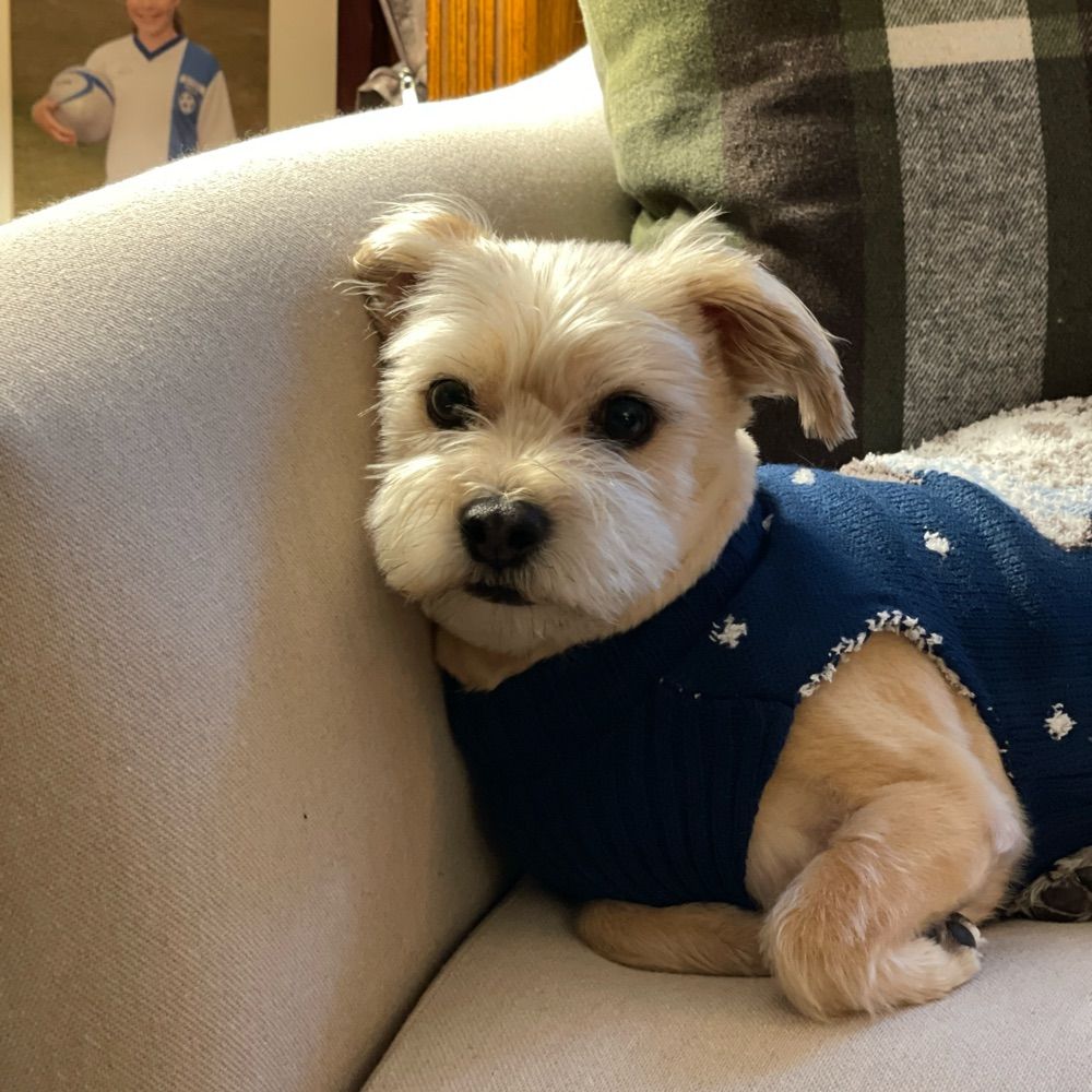 Has a tiny terrier with more than the average amount of bravado