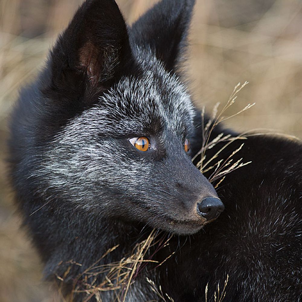 Kit Fox