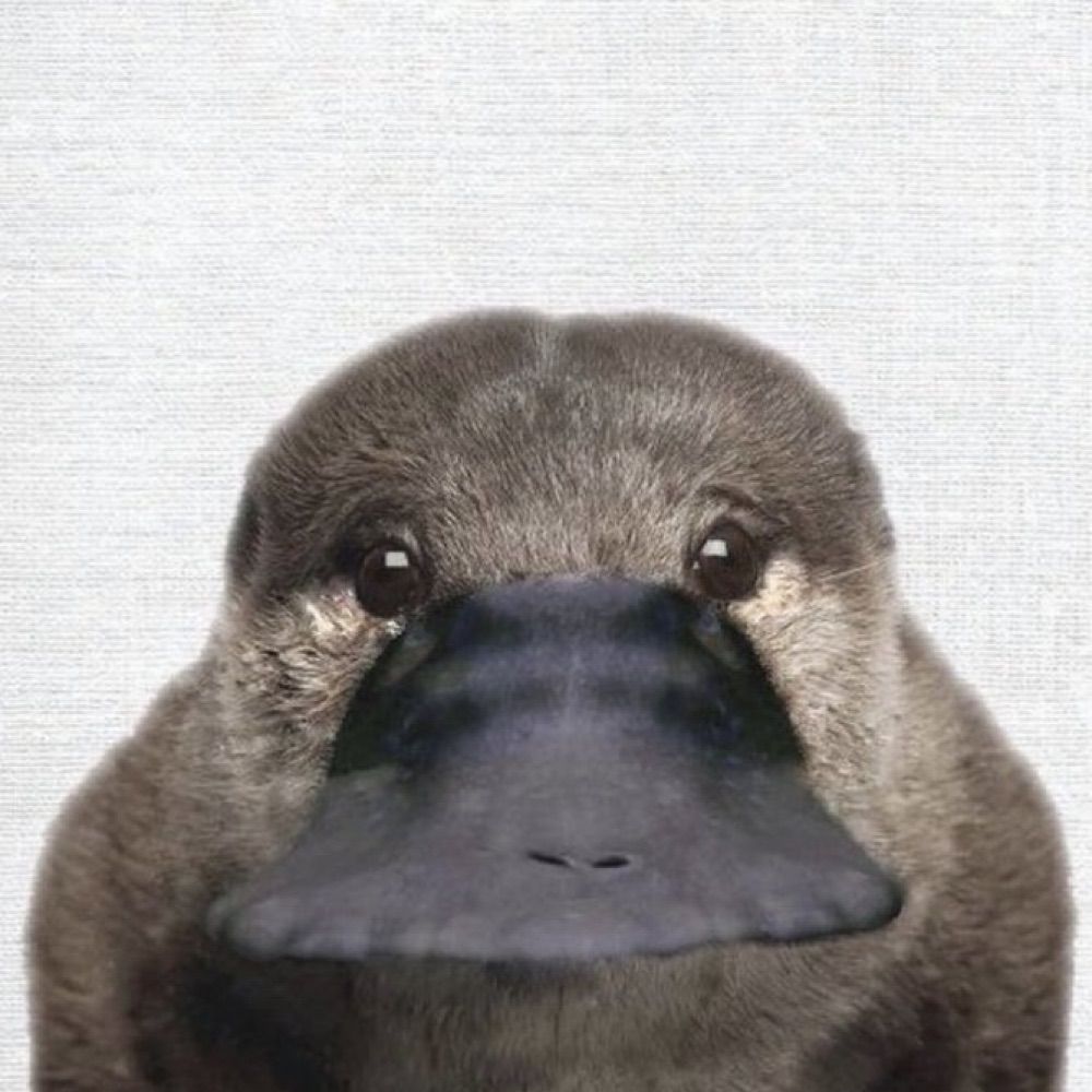 퐁이