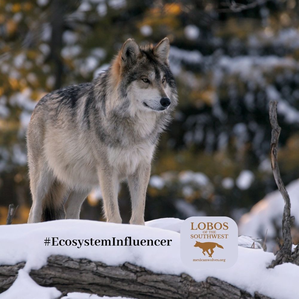 Lobos of the Southwest