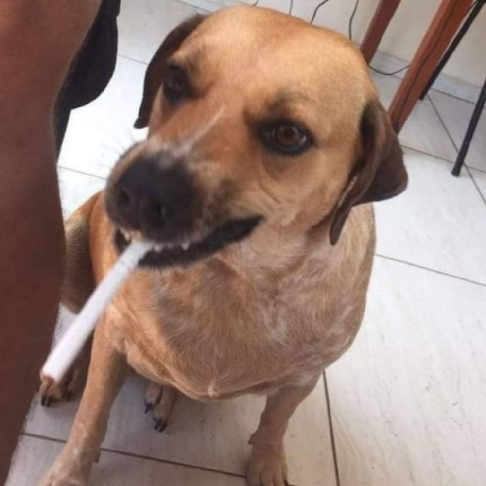VASCAÍNA SEM VERGONHA