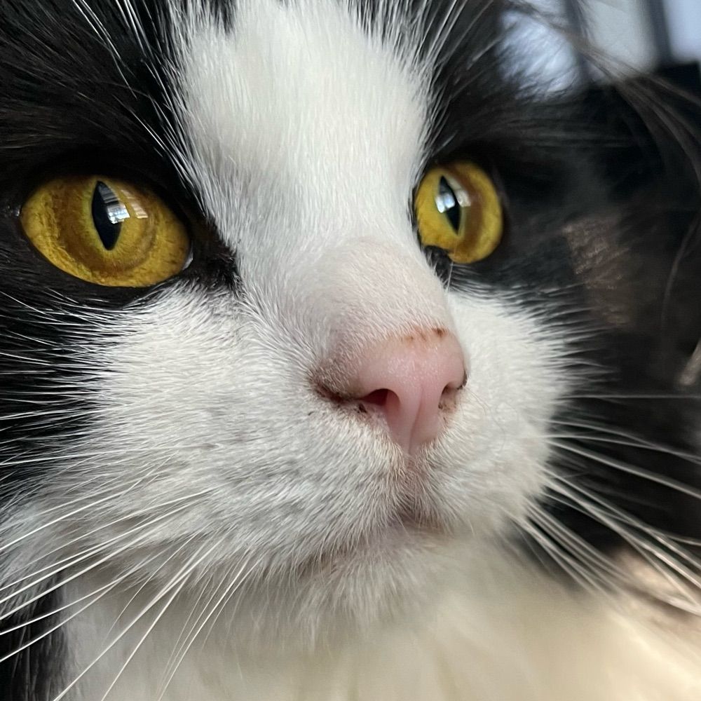 I Gatti di Marietta