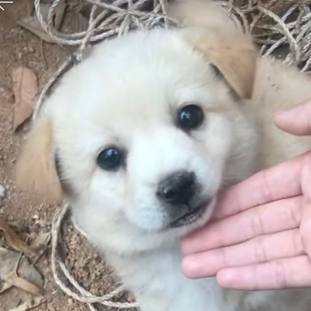 곰더블