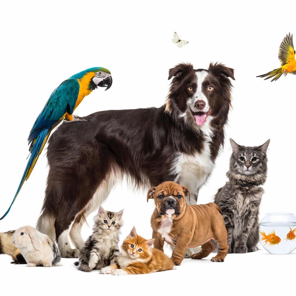 Texas Veterinary Medical Foundation
