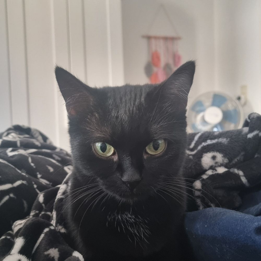 sunnydumpling