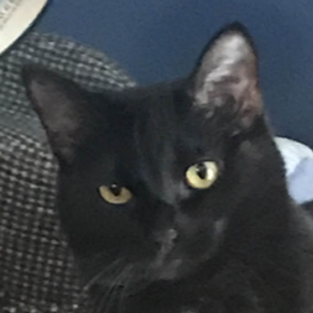 Kitteholic