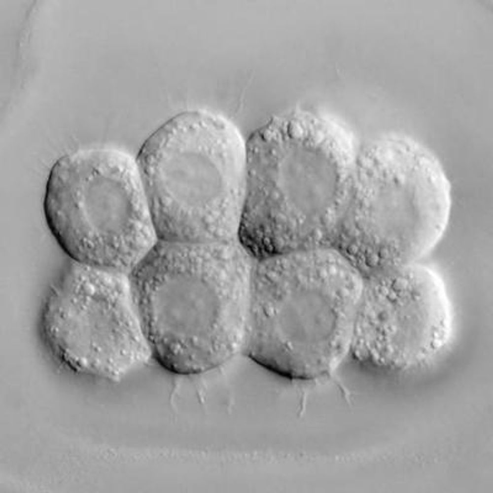 📑 EvoDevo Papers