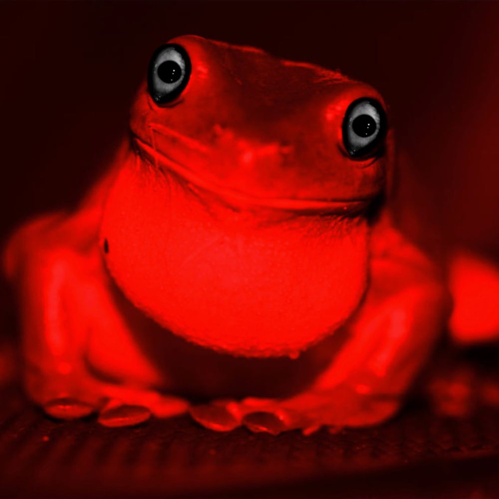 Cursed Frog